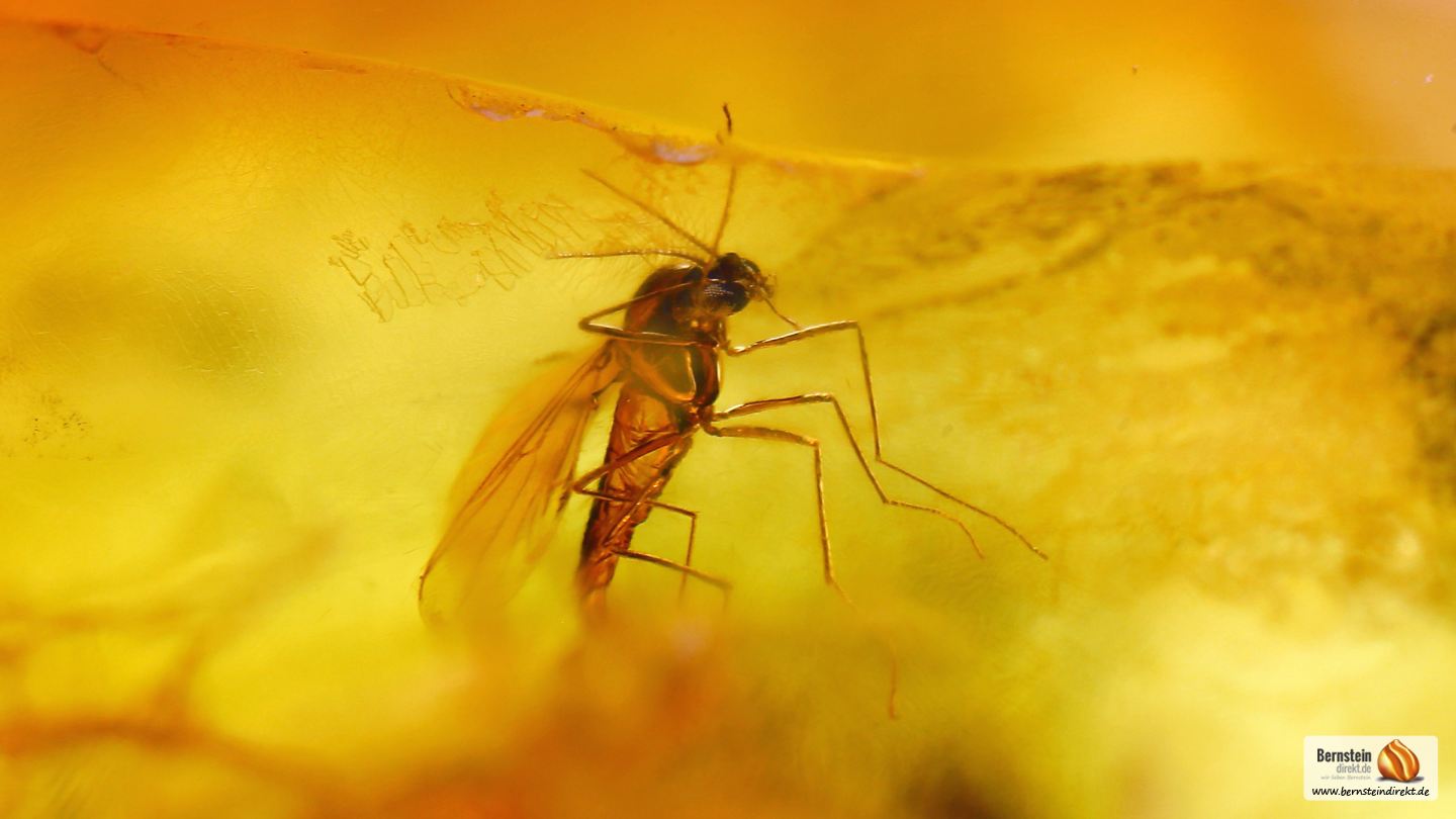 Springschwanz als Inkluse im Bernstein, Mücke und Ameise als Bernstein Einschlüsse